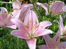 �������Y