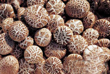 �������Y