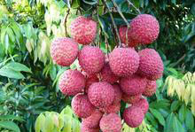 �������Y