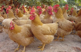 �������Y