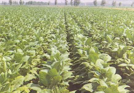 �������Y