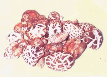 �������Y