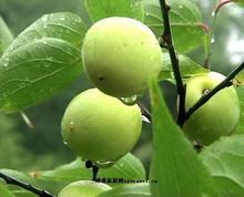 �������Y