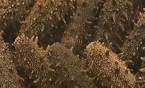 �������Y