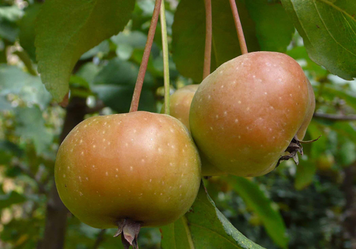 �������Y