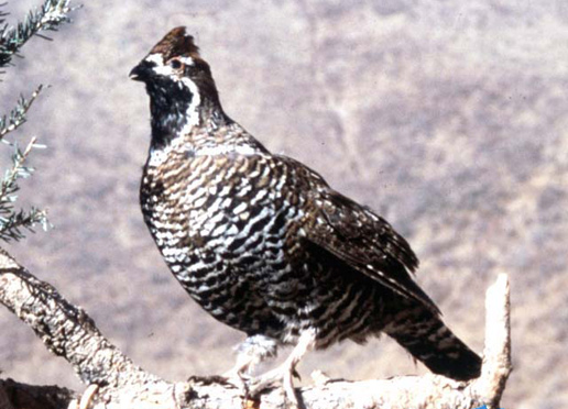 �������Y