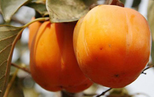 �������Y