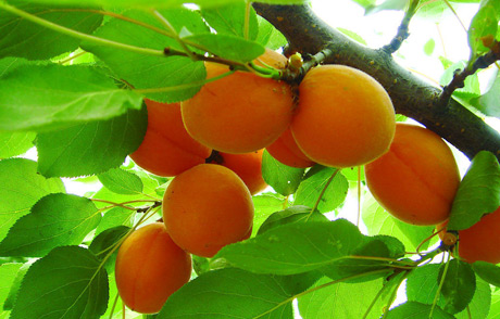 �������Y