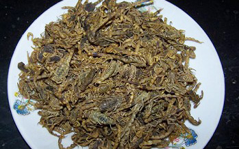 �������Y