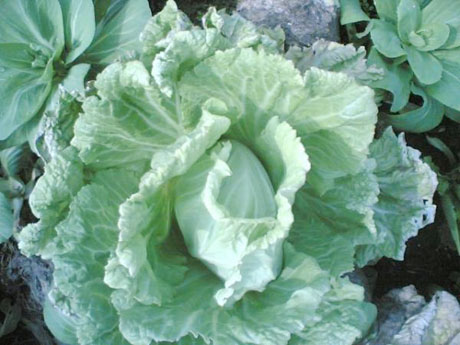 �������Y