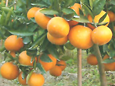 �������Y