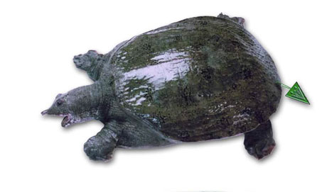 �������Y