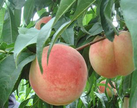 �������Y