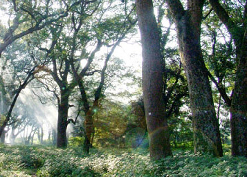 �������Y