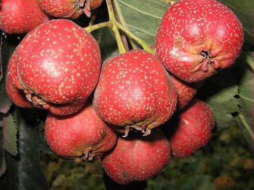 �������Y