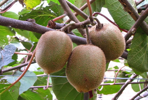 �������Y