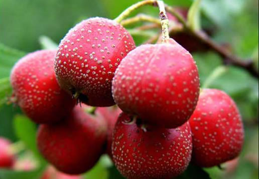 �������Y