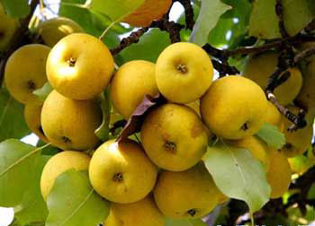 �������Y