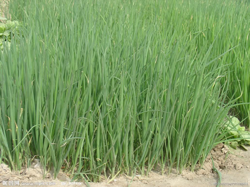 �������Y