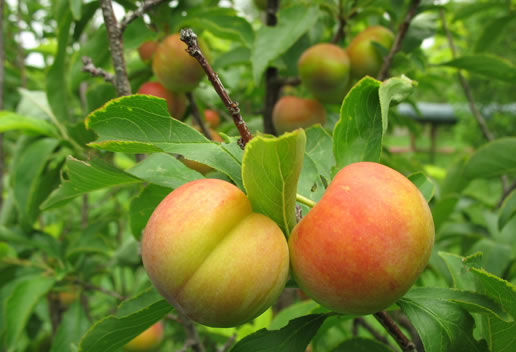 �������Y