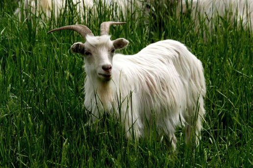 �������Y