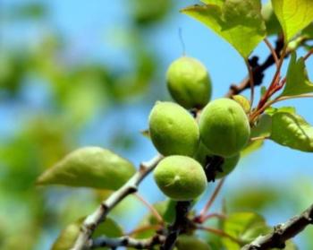 �������Y