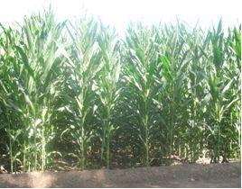 �������Y