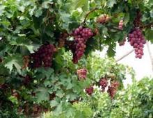 �������Y