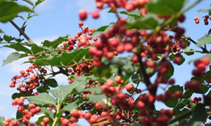 �������Y