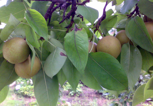 �������Y