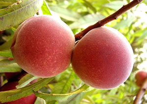 �������Y