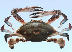 �������Y