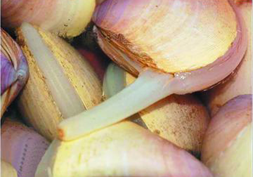 �������Y