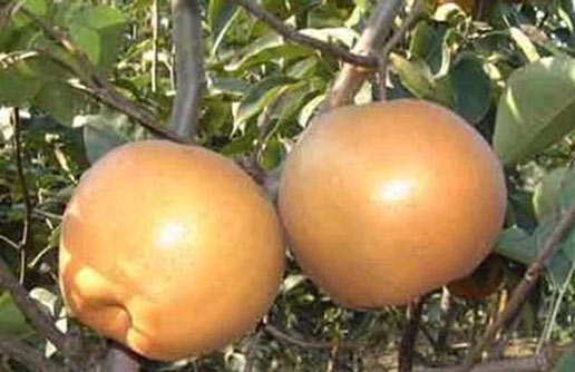 �������Y