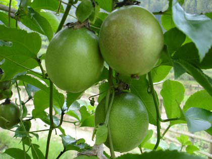 �������Y