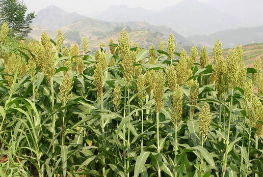 �������Y