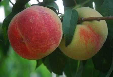 �������Y