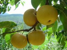 �������Y