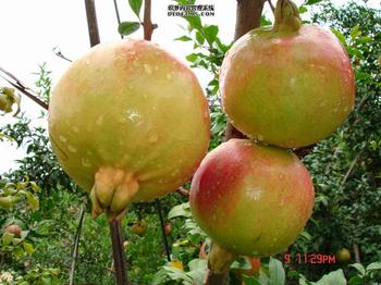 �������Y