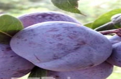 �������Y