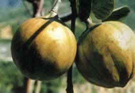 �������Y