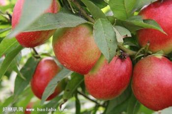 �������Y