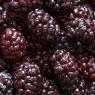 �������Y