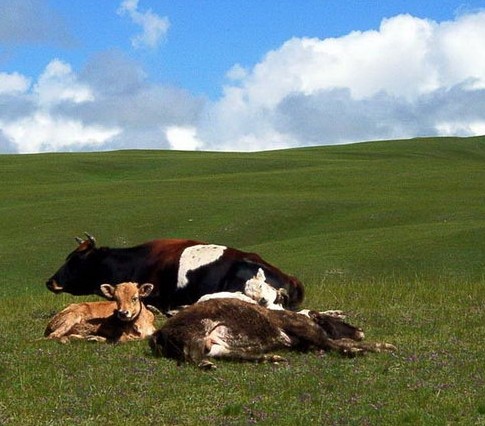 �������Y