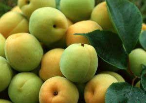 �������Y