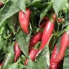 �������Y