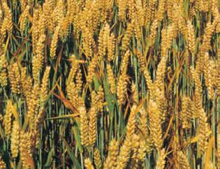 �������Y