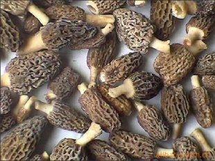 �������Y