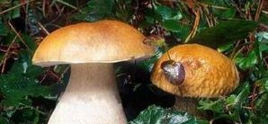 �������Y