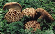 �������Y